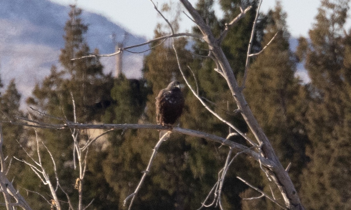 Red-tailed Hawk (Harlan's) - ML626766275