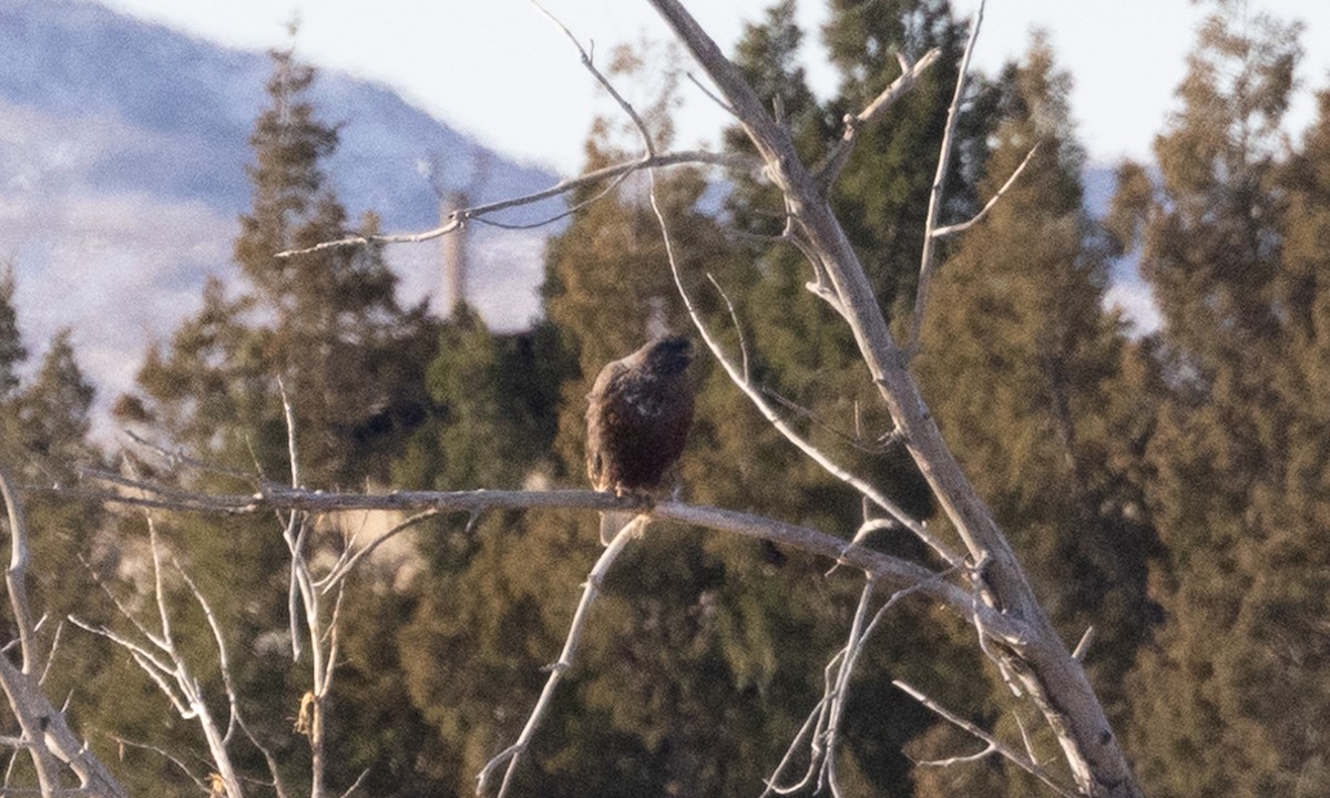 Red-tailed Hawk (Harlan's) - ML626766276