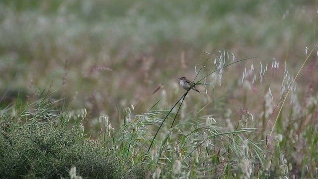 Cisticole des joncs (terrestris/uropygialis) - ML626766297