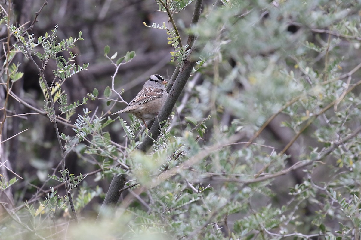 White-crowned Sparrow - ML626766320