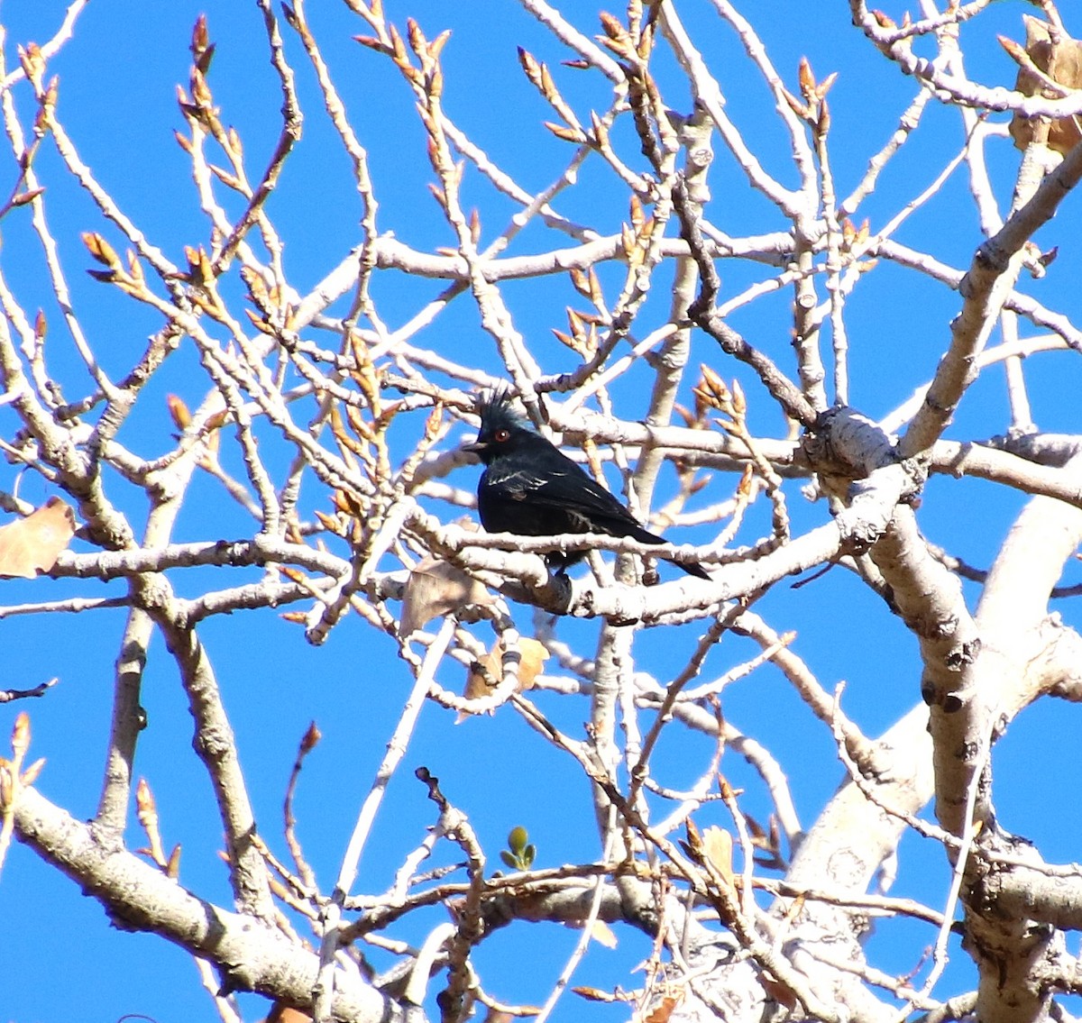 Phainopepla - ML626766325