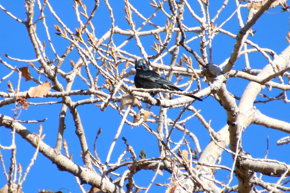 Phainopepla - ML626766342