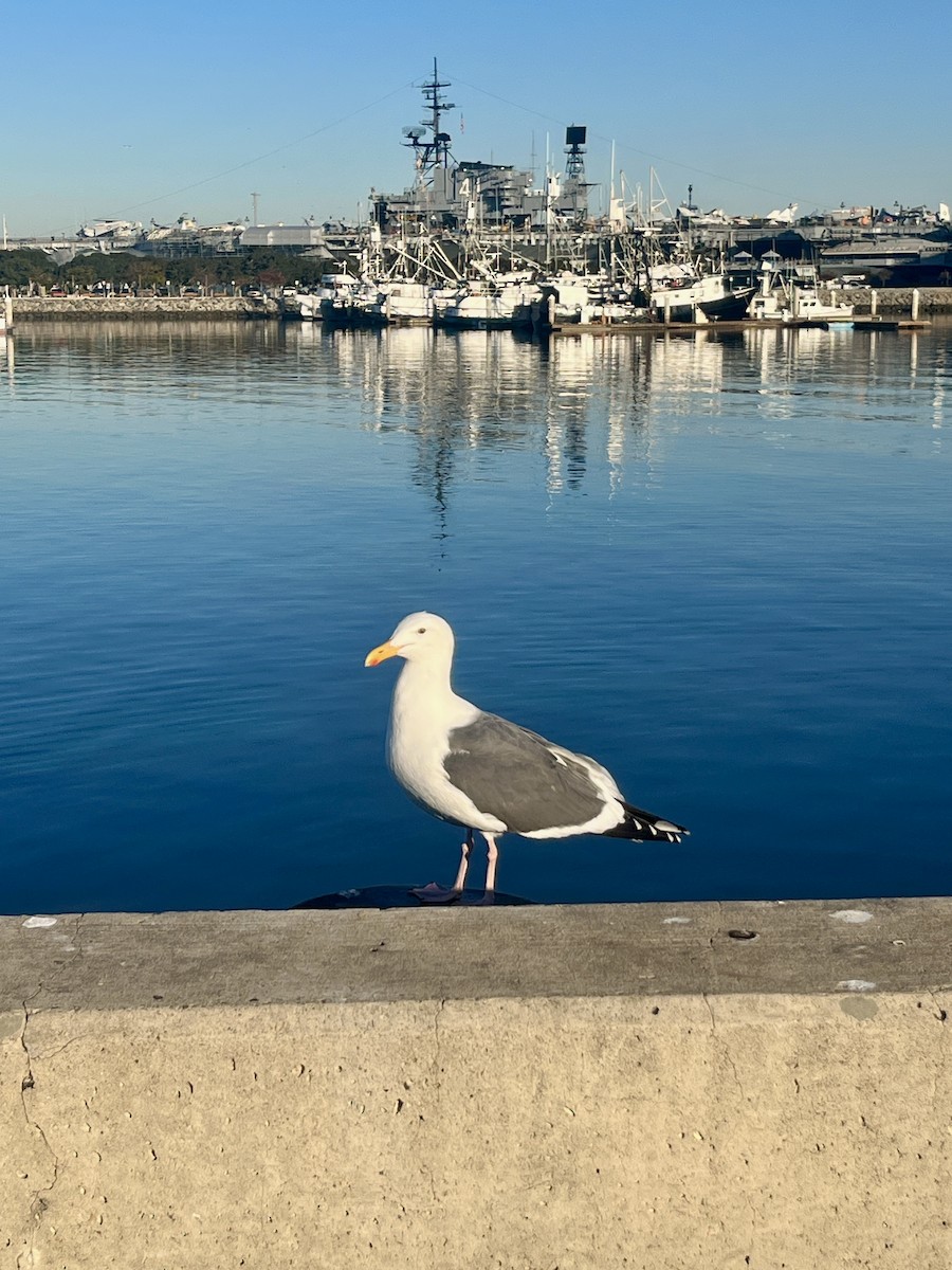 Western Gull - ML626766376