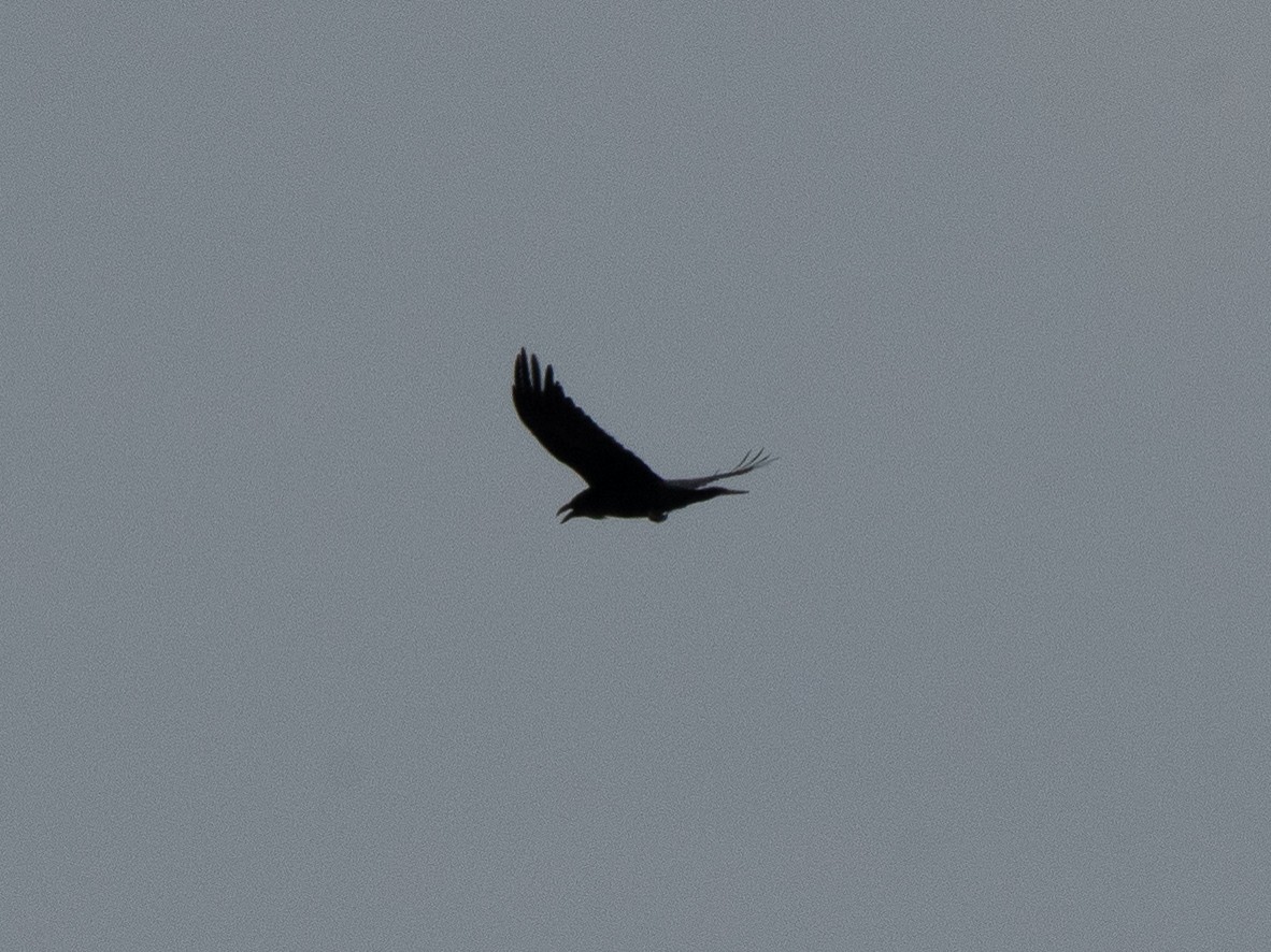 Common Raven - ML626766460