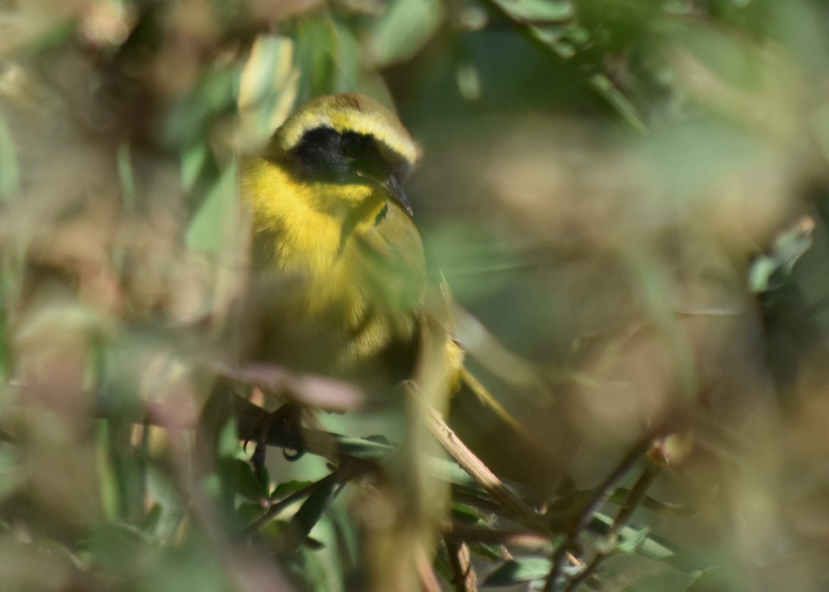 Belding's Yellowthroat - ML626766682