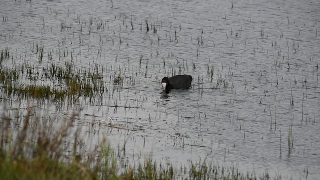 Red-knobbed Coot - ML626766683