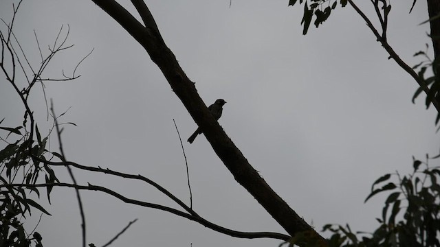 Воскоїд великий - ML626766784