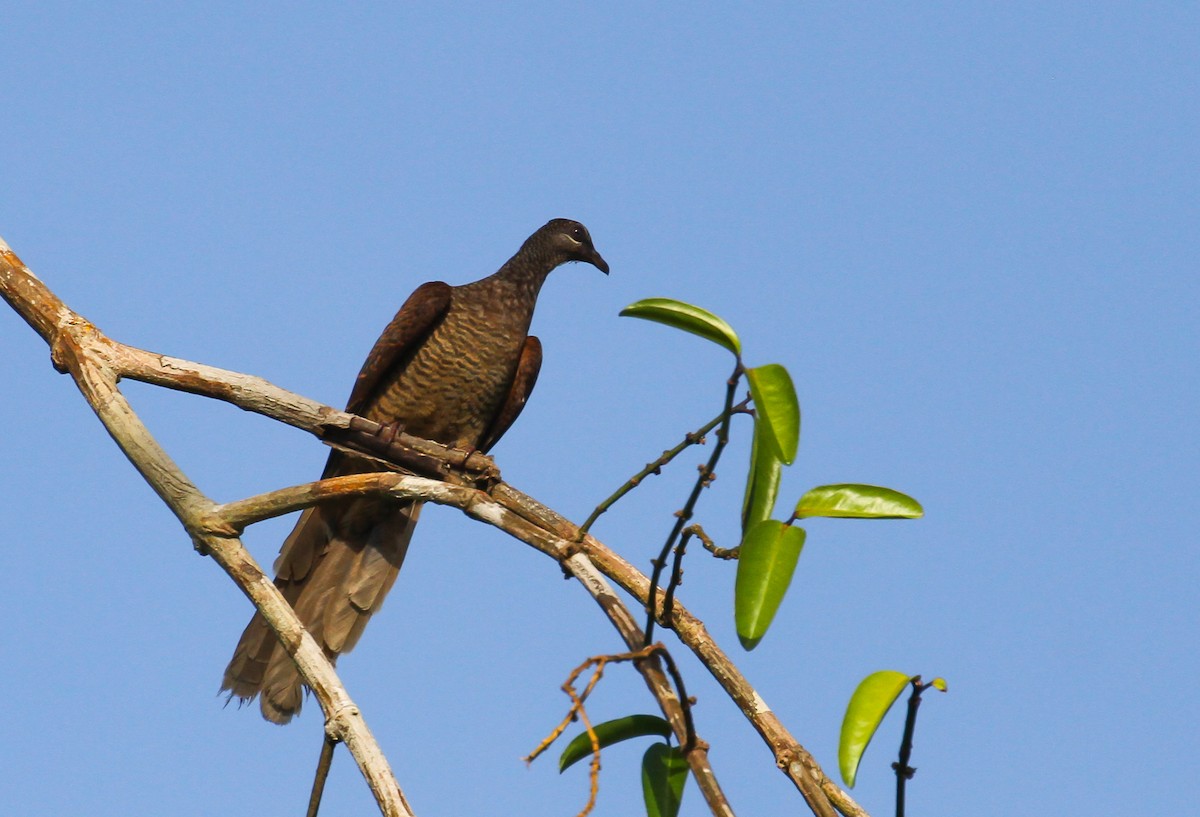 Tanimbar Cuckoo-Dove - ML626766820