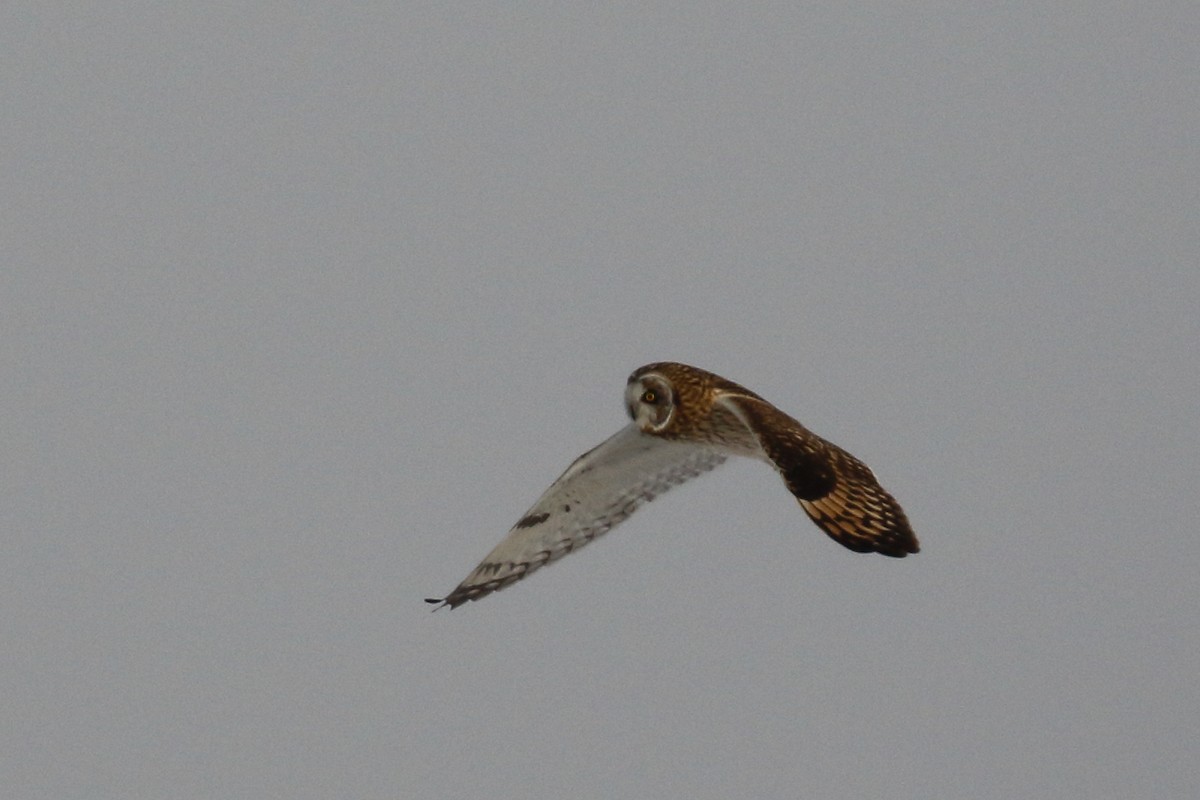 Short-eared Owl - ML626766920