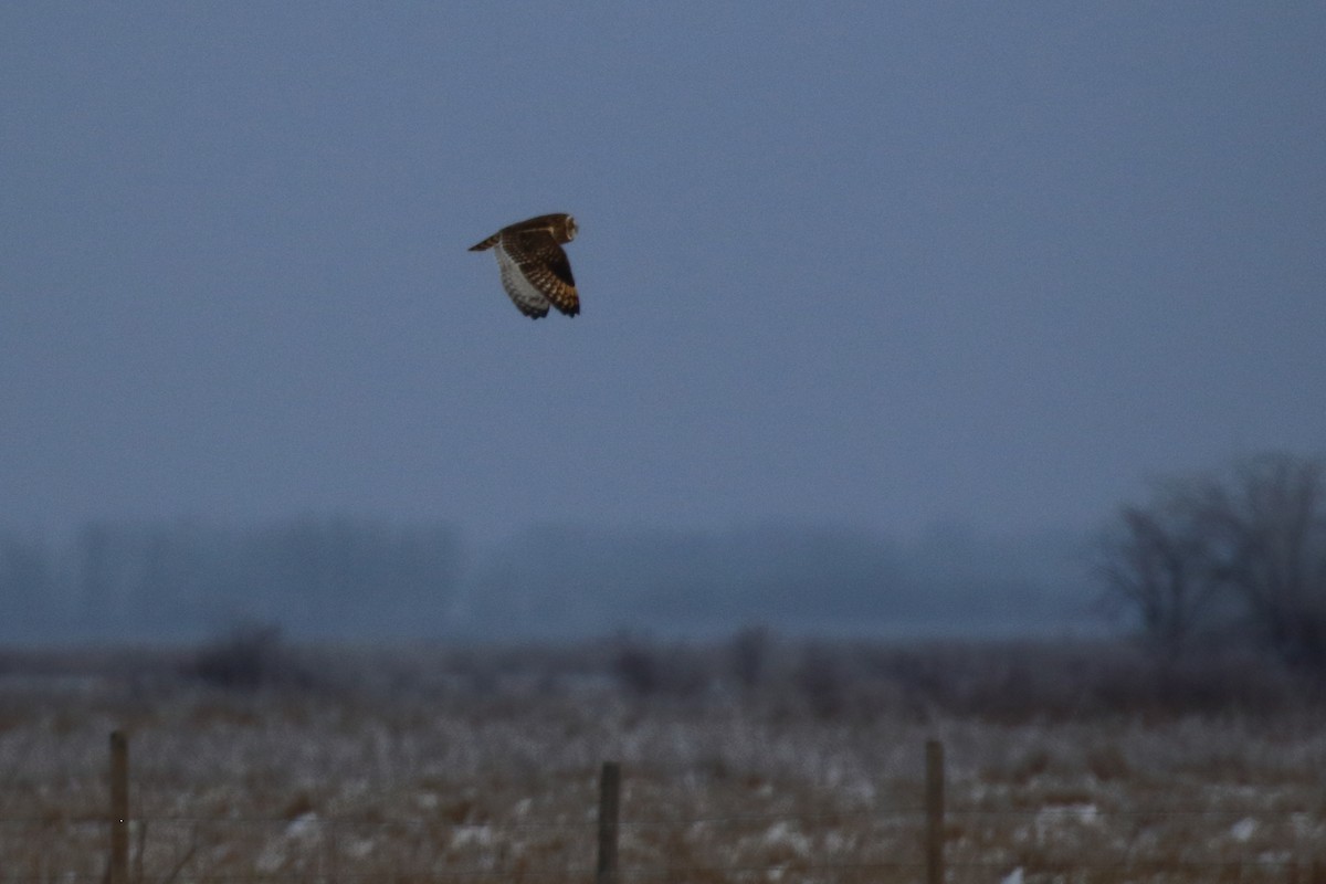 Short-eared Owl - ML626766922