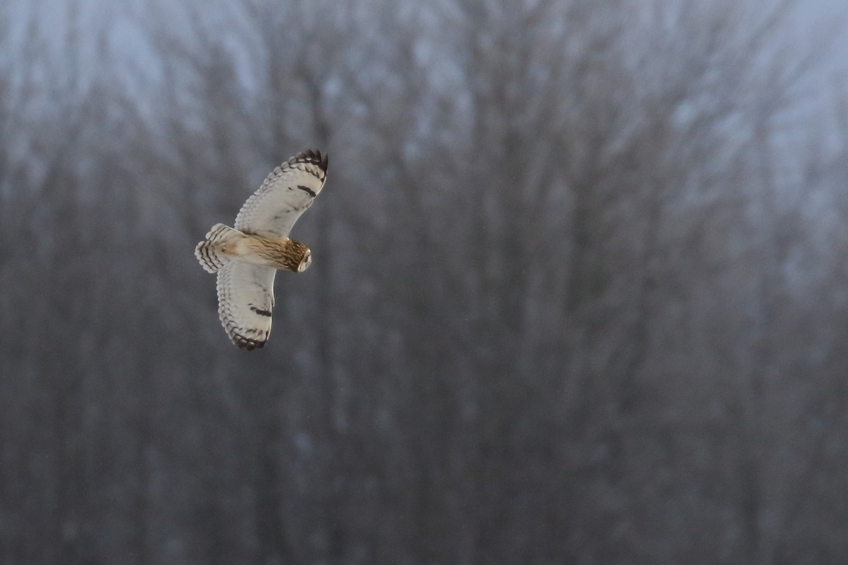 Short-eared Owl - ML626766923