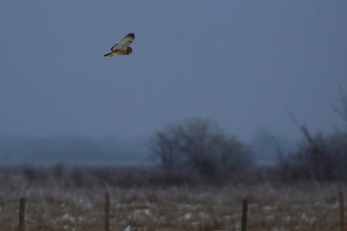 Short-eared Owl - ML626766924