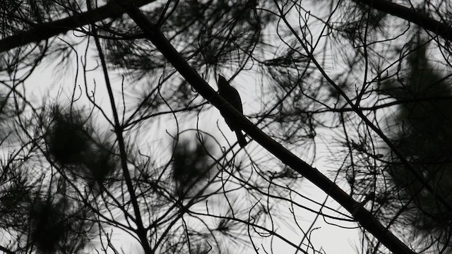 Lesser Honeyguide - ML626766931