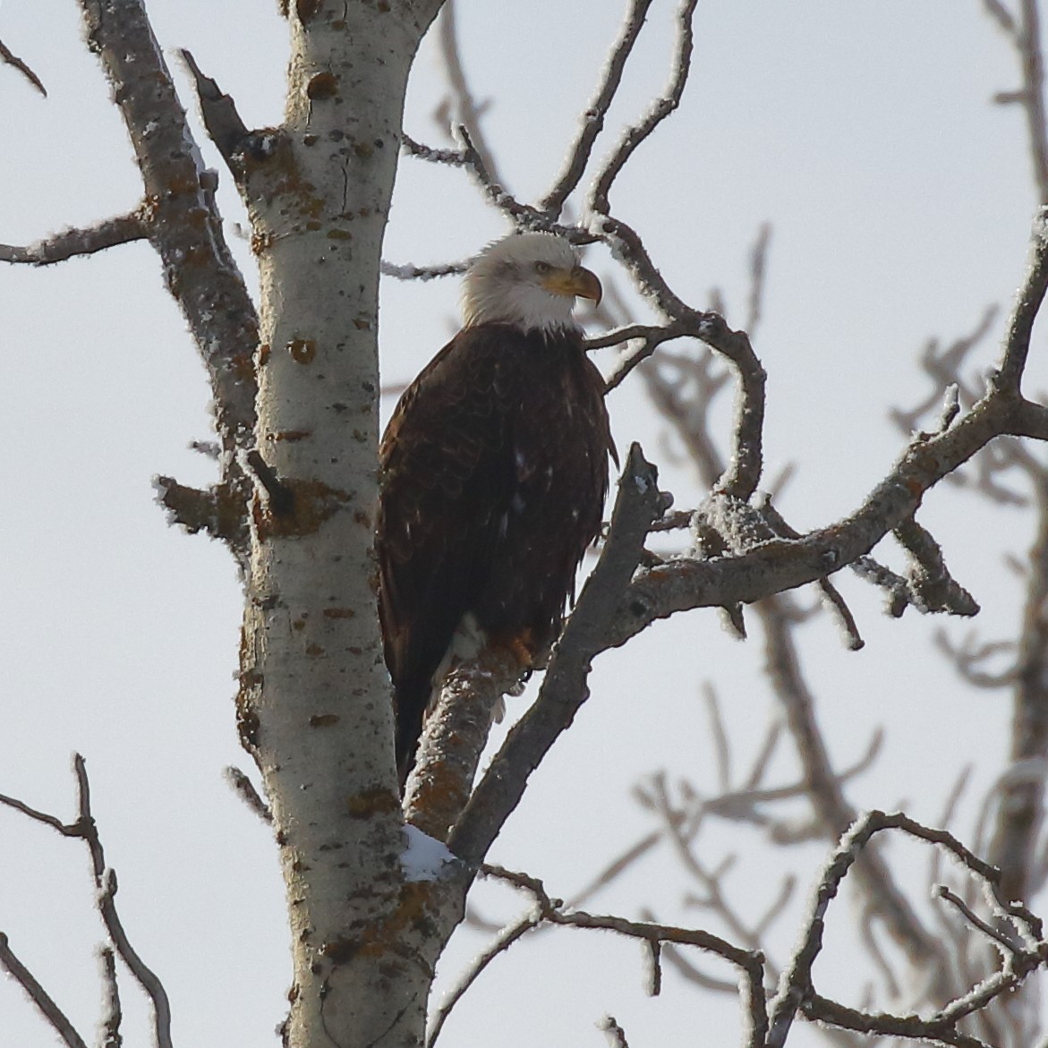 Bald Eagle - ML626766938