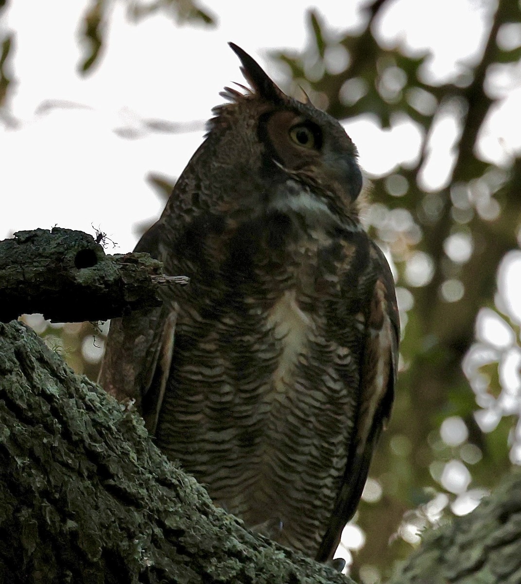 Great Horned Owl - ML626767079