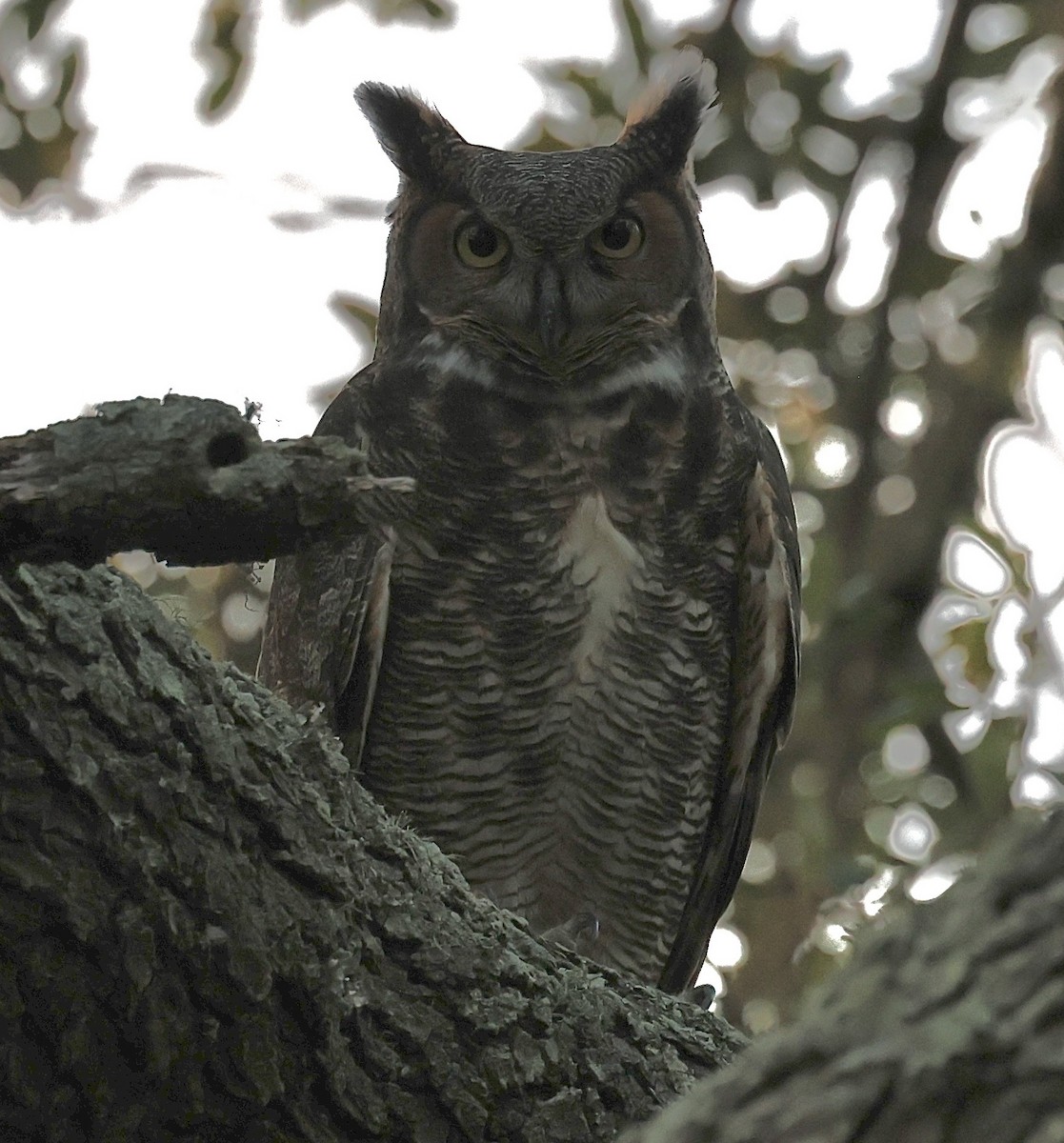 Great Horned Owl - ML626767080