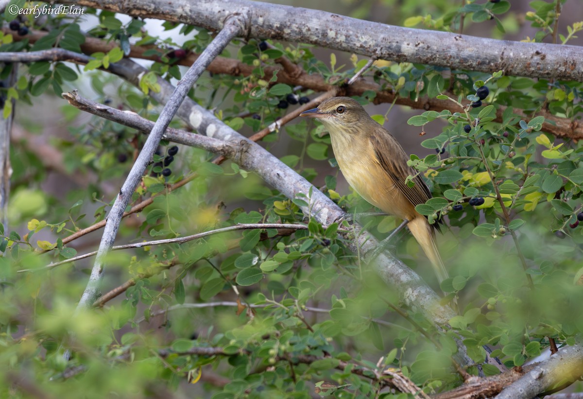 Oriental Reed Warbler - ML626767166