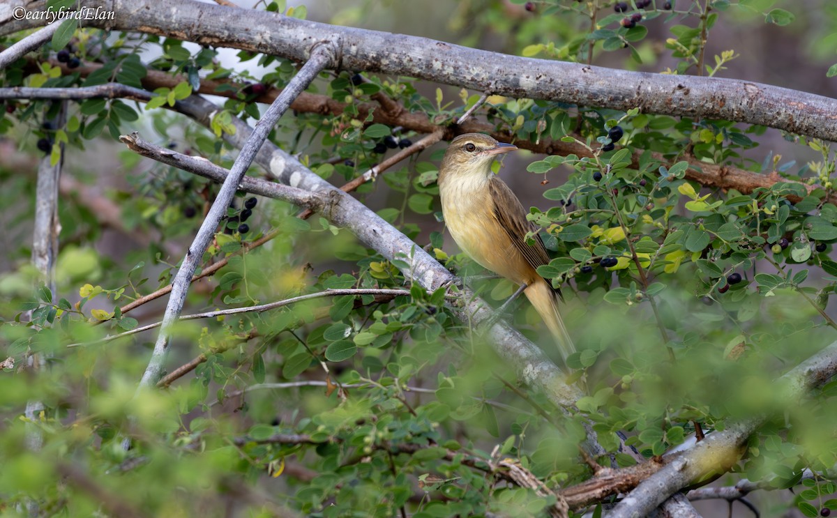 Oriental Reed Warbler - ML626767181