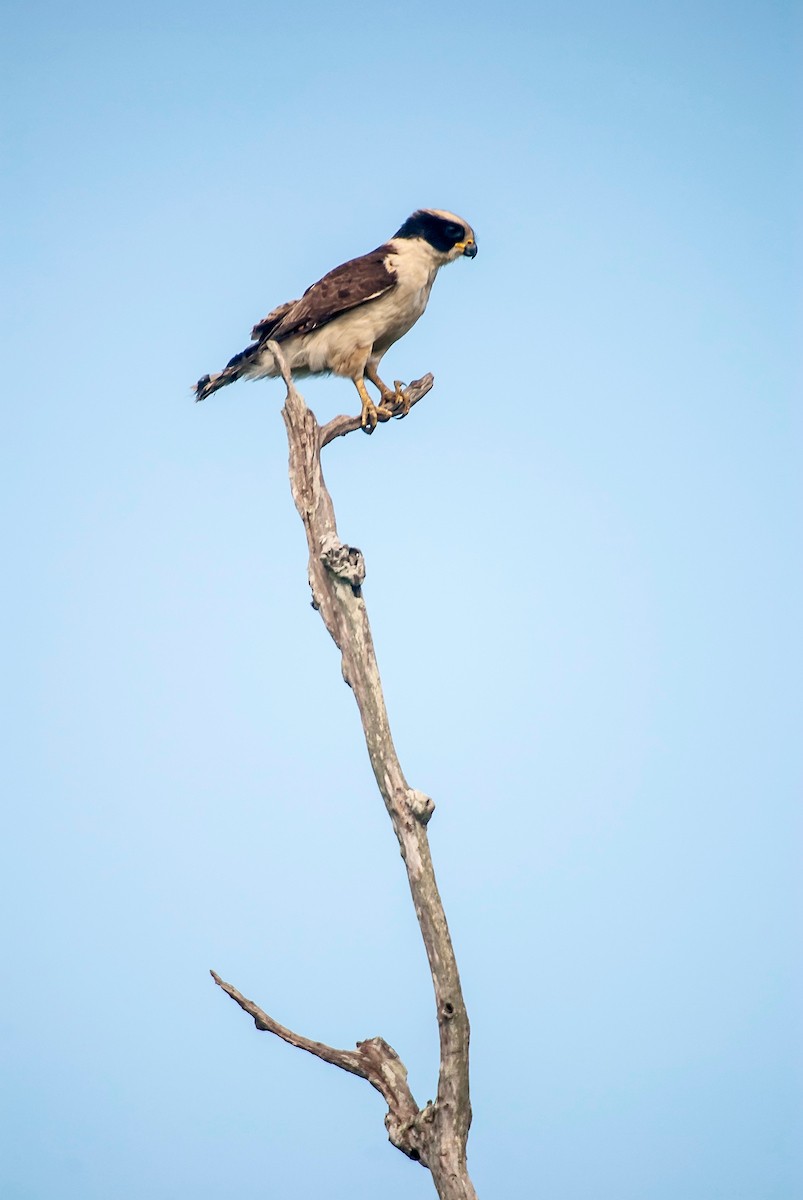 Laughing Falcon - Leonardo Merçon / Instituto Últimos Refúgios