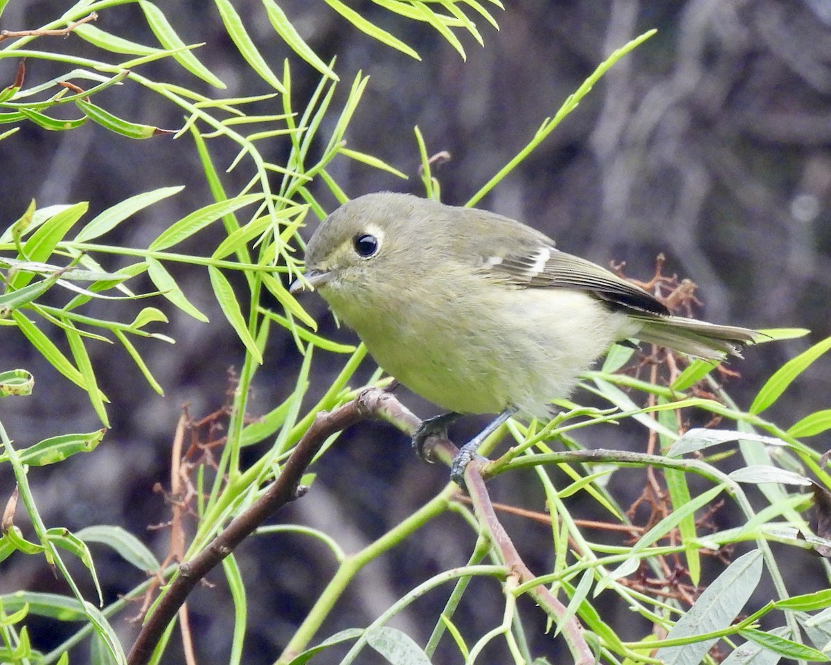 Hutton's Vireo - ML626767374