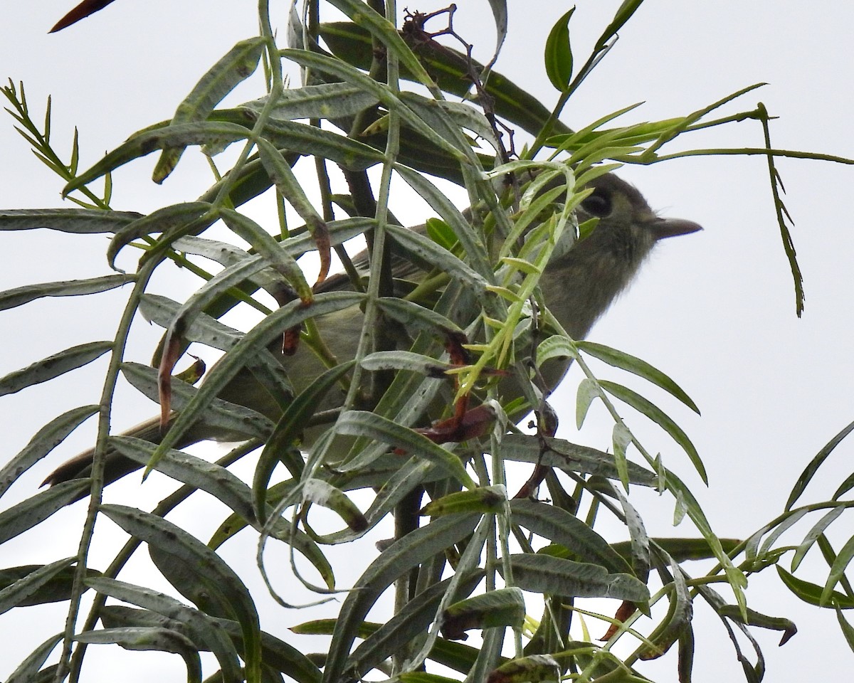 Hutton's Vireo - ML626767375