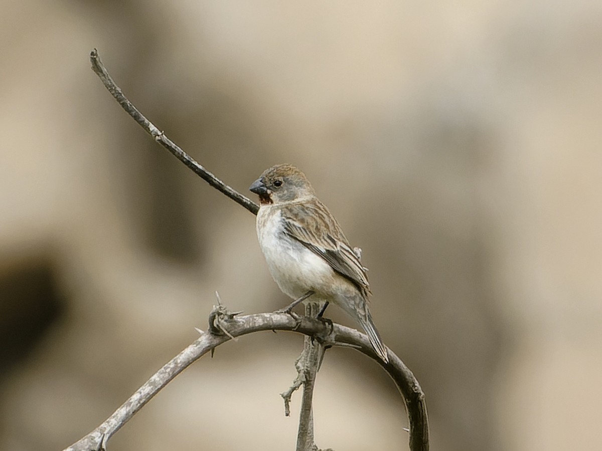 Chestnut-throated Seedeater - ML626767389