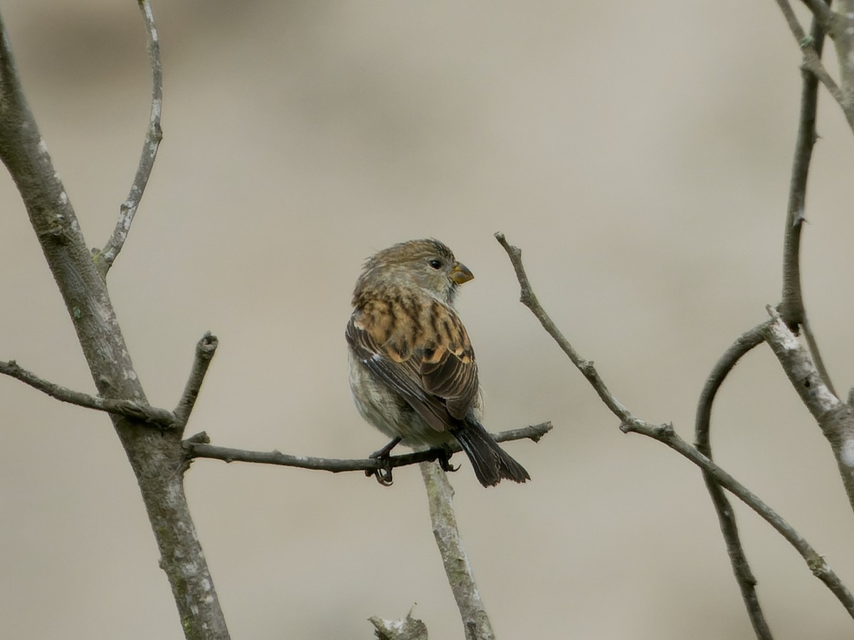 Band-tailed Seedeater - ML626767407