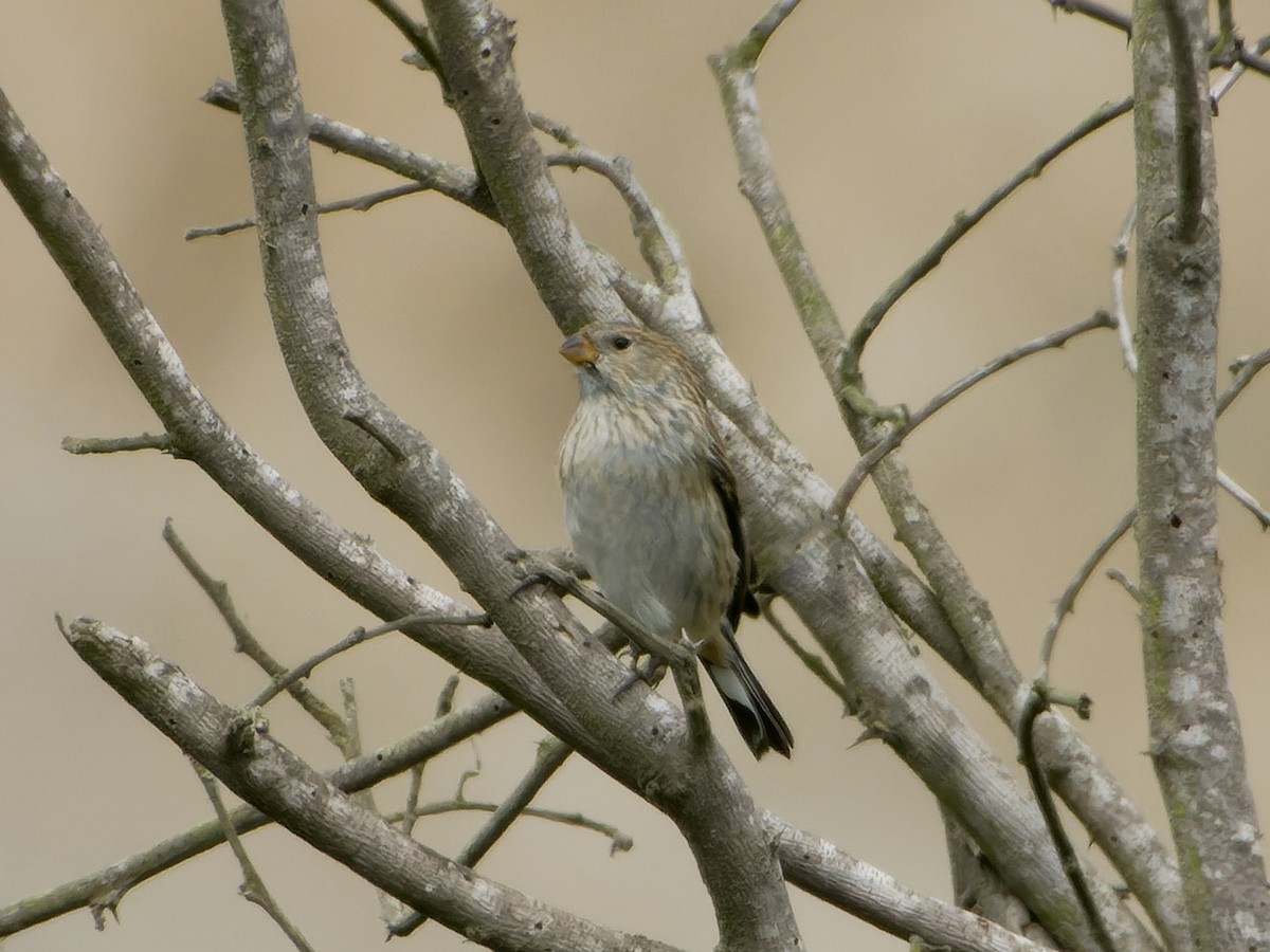 Band-tailed Seedeater - ML626767408