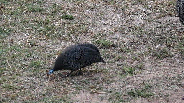 ホロホロチョウ - ML626767431
