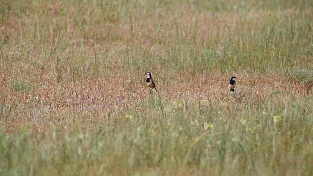 Capped Wheatear - ML626767533