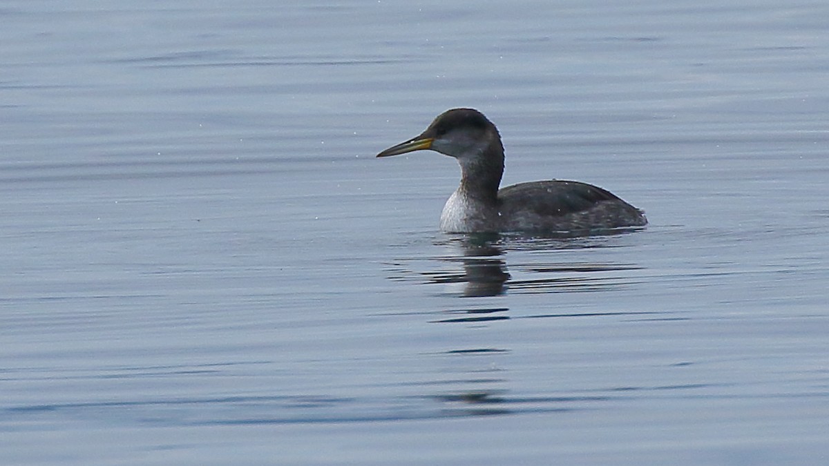 Red-necked Grebe - ML626767574