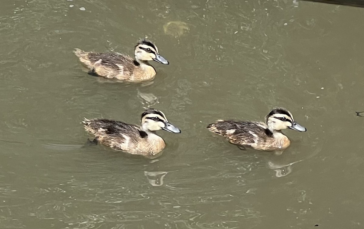 Pacific Black Duck - ML626767599