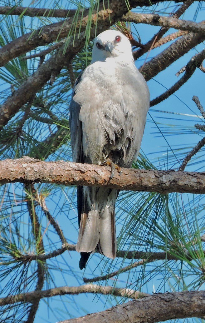 Mississippi Kite - ML62676761