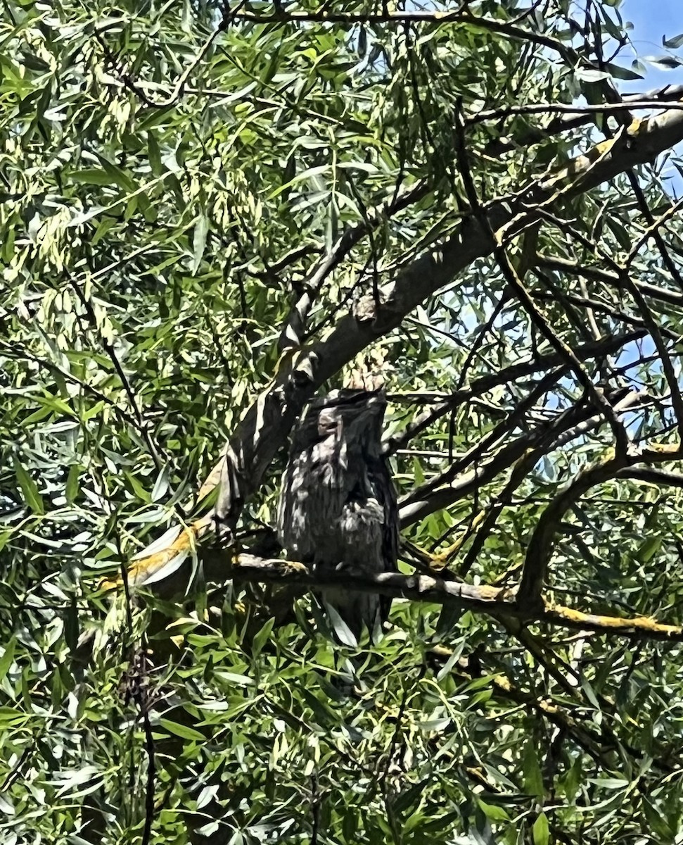 Tawny Frogmouth - ML626767632