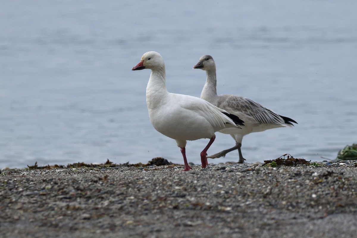 Snow Goose - ML626767634