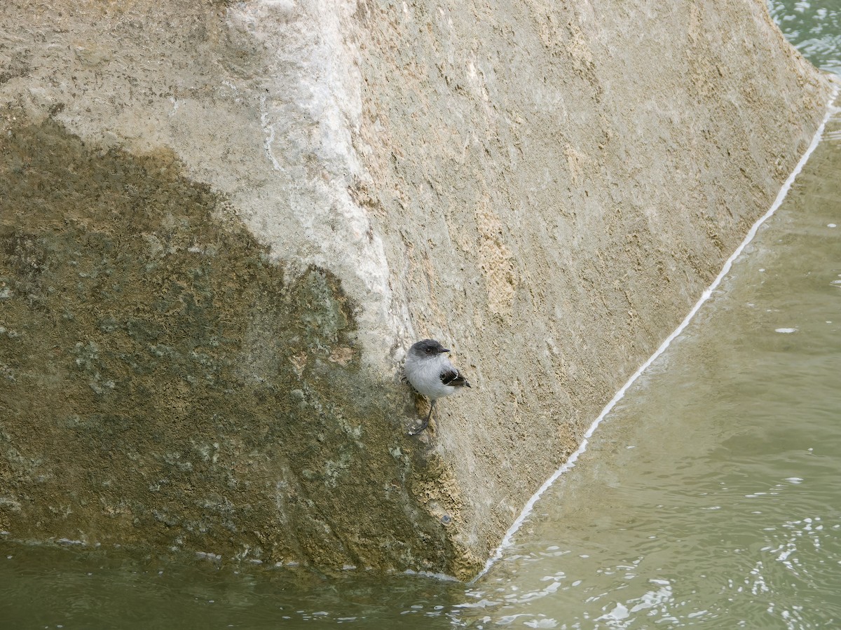 Torrent Tyrannulet - ML626767640