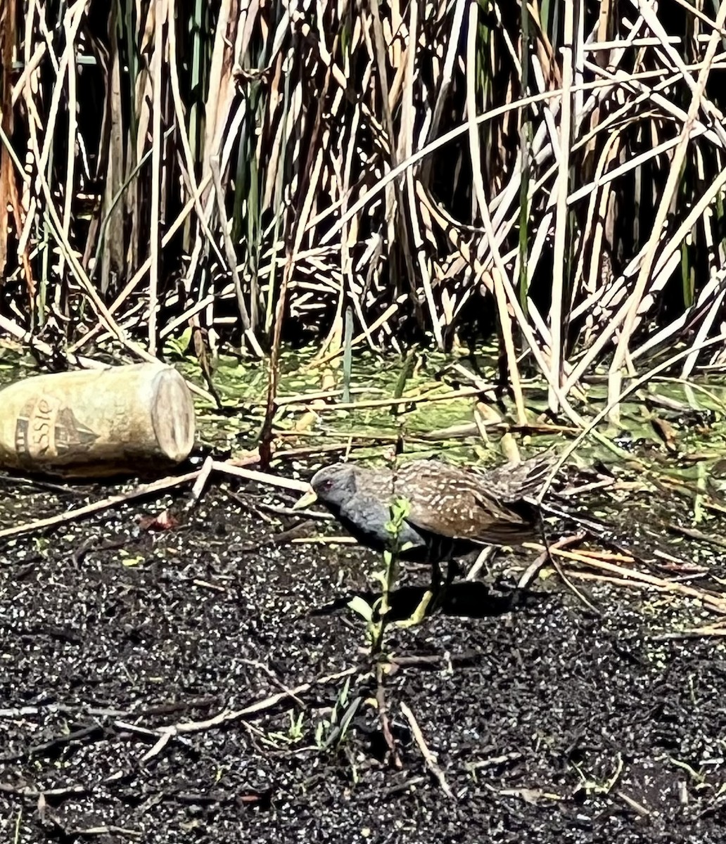 Australian Crake - ML626767646