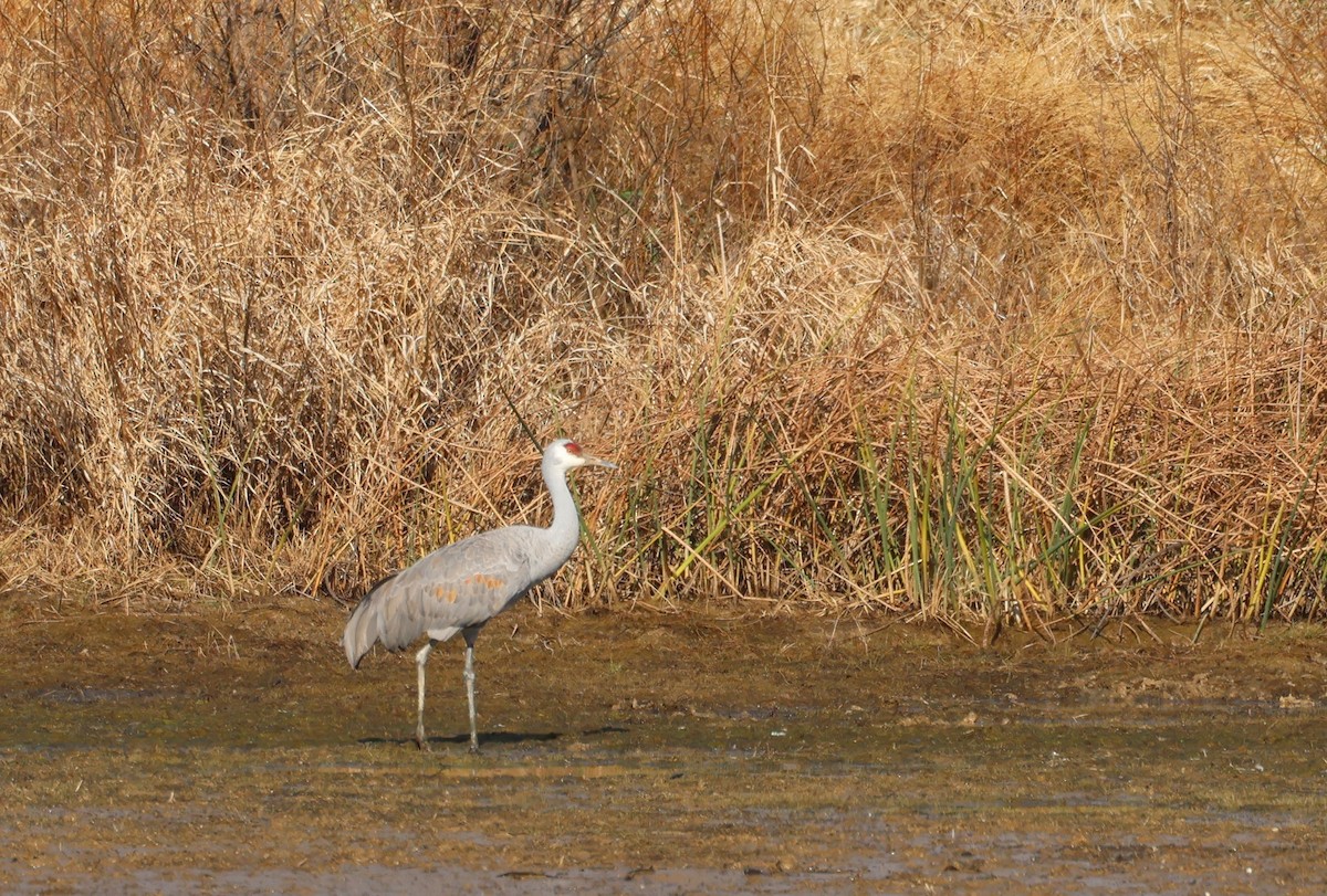 Sandhill Crane - ML626767666