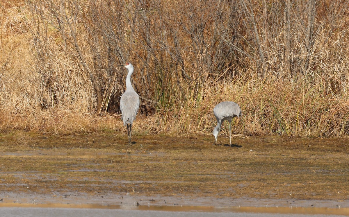 Sandhill Crane - ML626767667