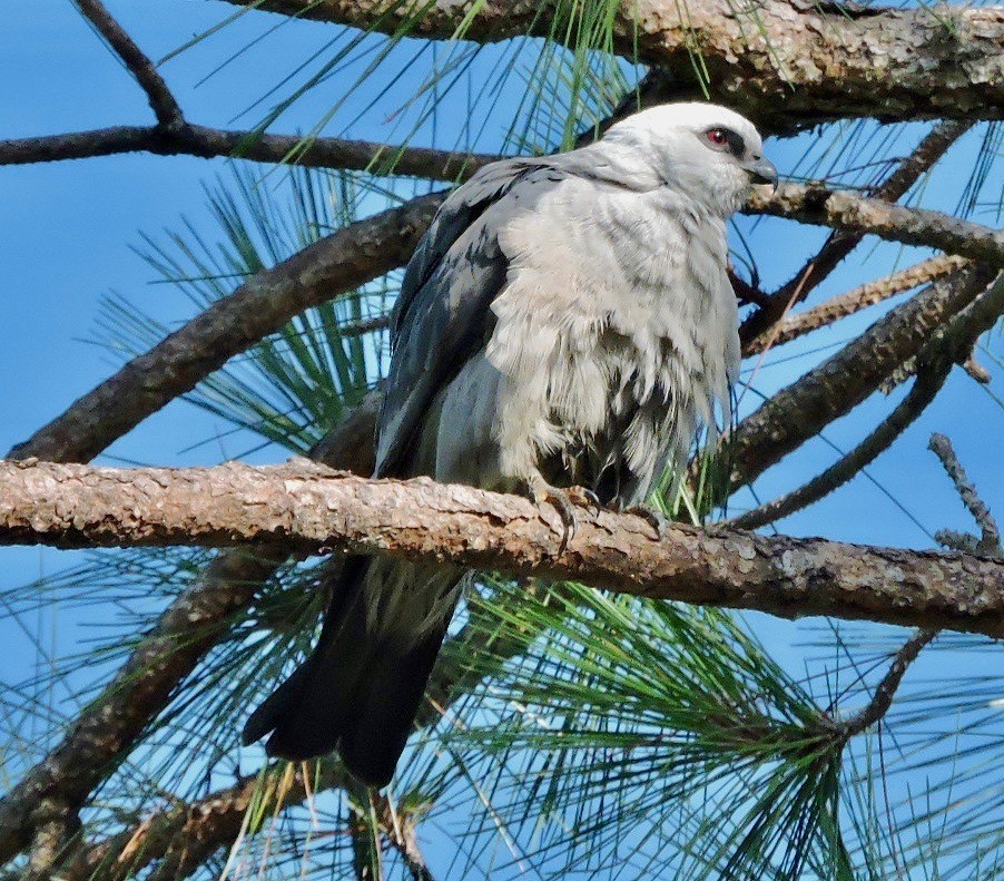 Mississippi Kite - ML62676771