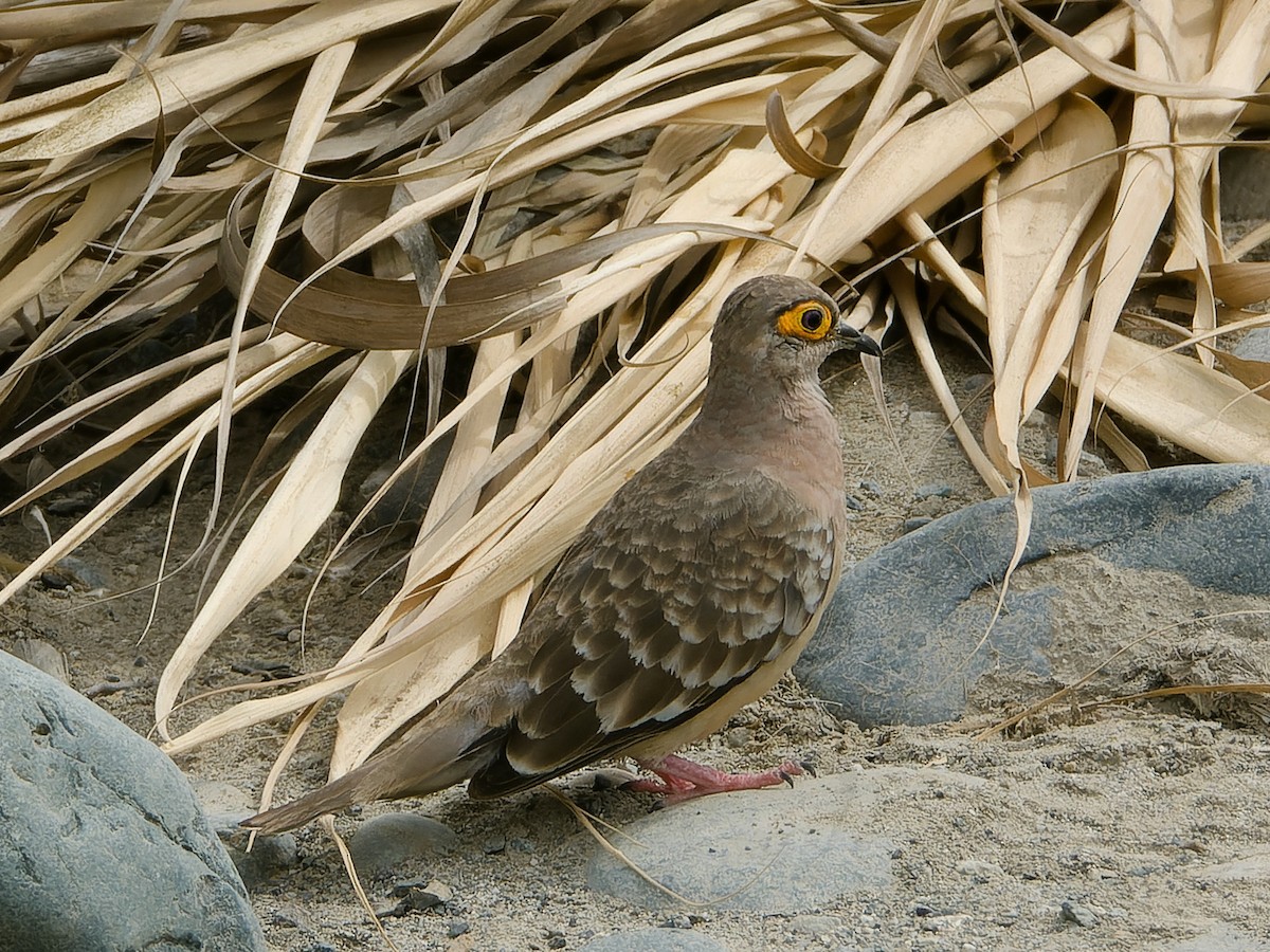 Bare-faced Ground Dove - ML626767720