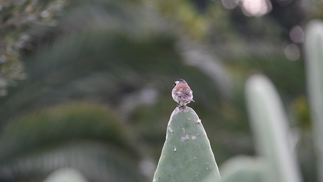 Cape Sparrow - ML626767724