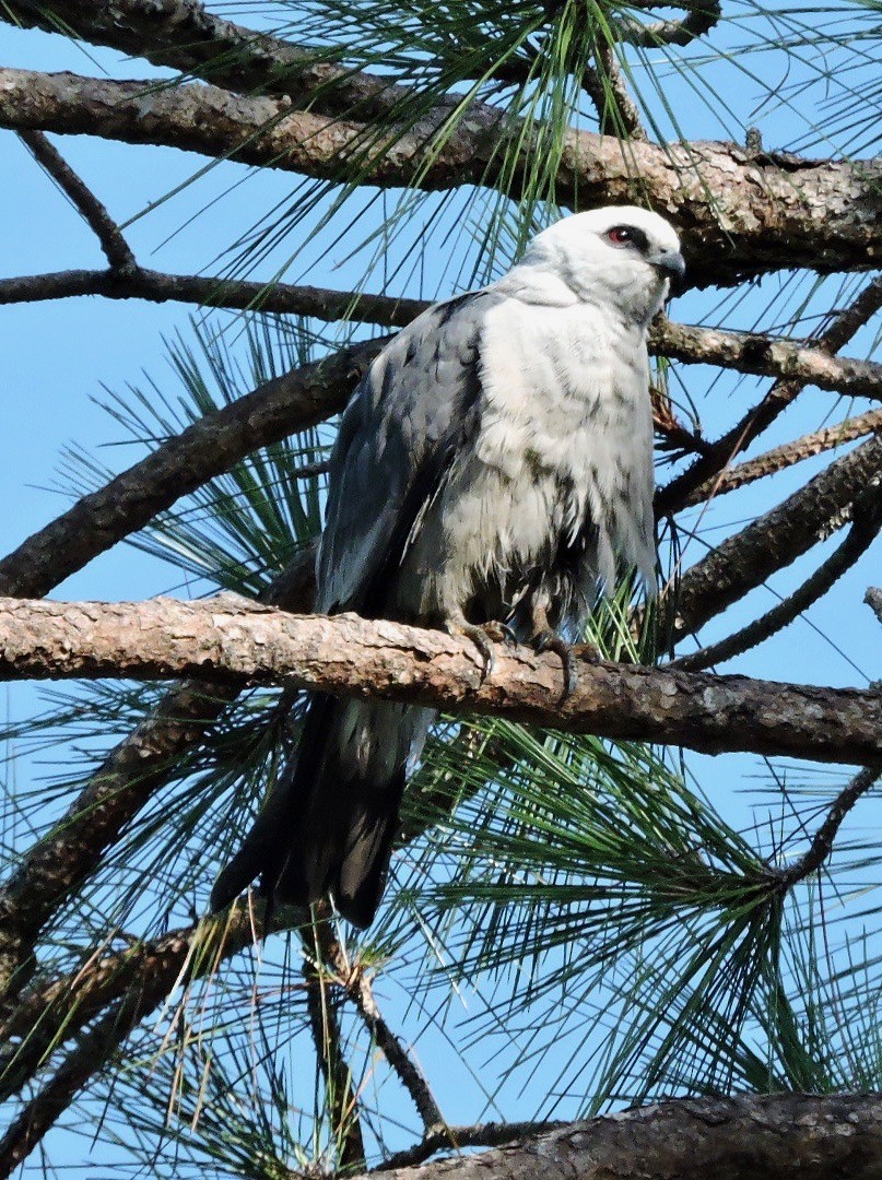 Mississippi Kite - ML62676781