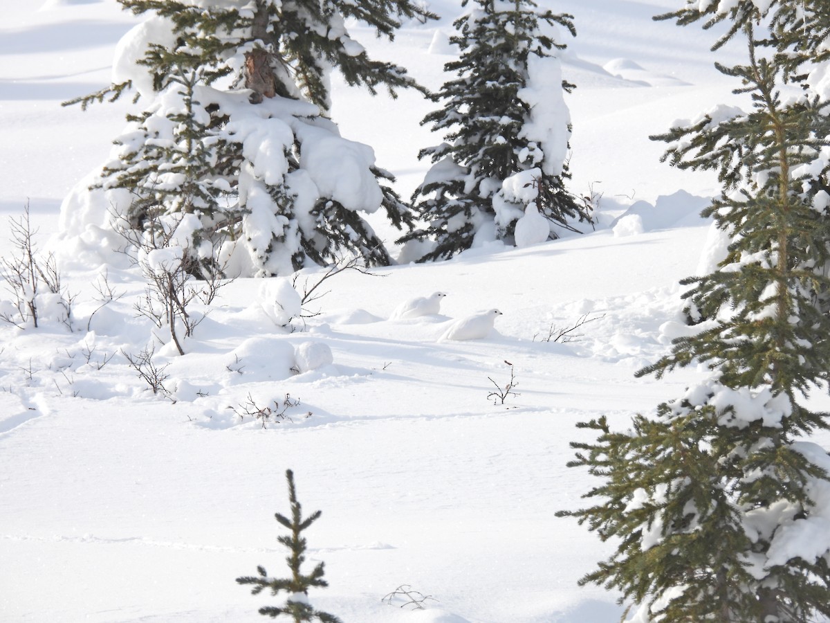 White-tailed Ptarmigan - ML626767829