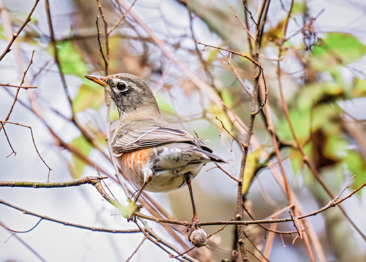 American Robin (migratorius Group) - ML626767860