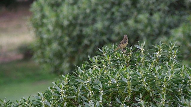 Cape Weaver - ML626768159