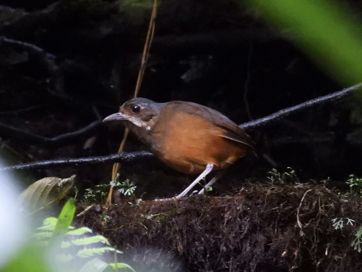 Moustached Antpitta - ML626768217