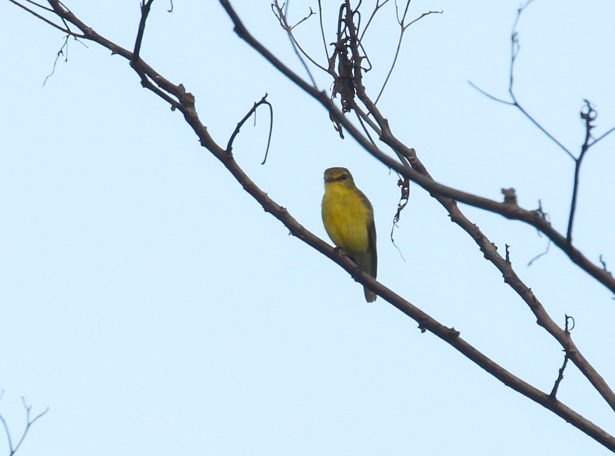 Golden-bellied Flyrobin - ML626768256