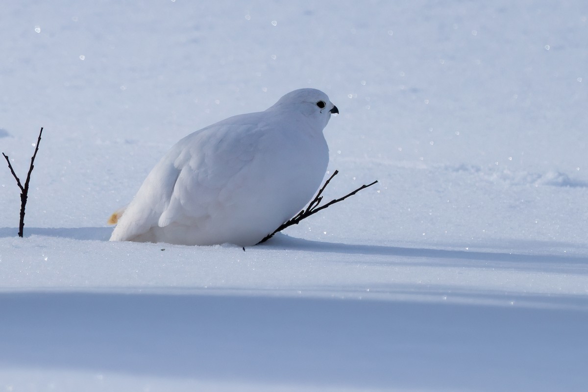 White-tailed Ptarmigan - ML626768279