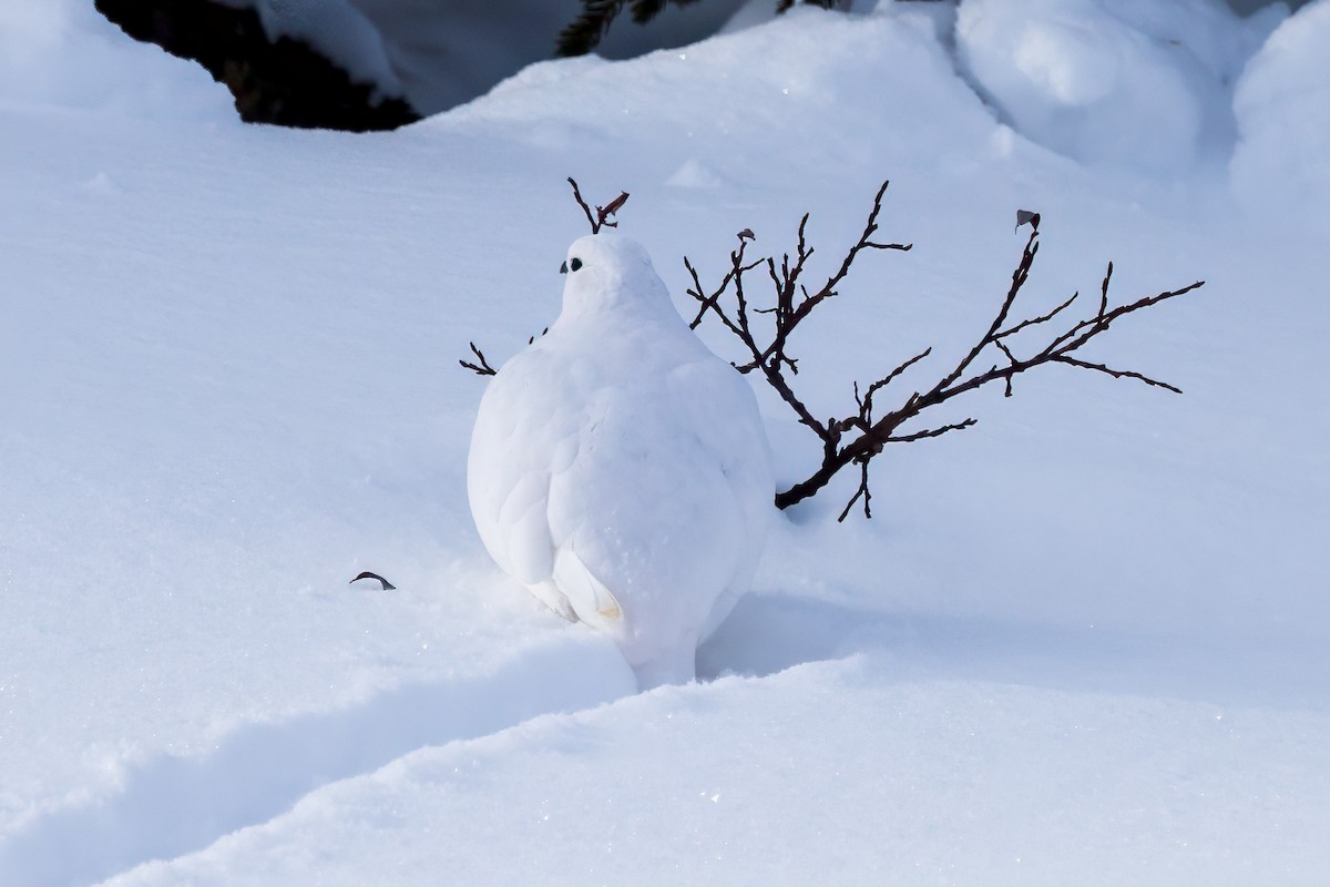 White-tailed Ptarmigan - ML626768280